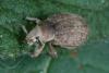 Romualdius sp.
